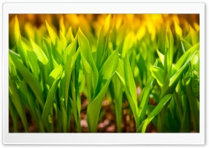 Plant Green Leaves Ultra HD Wallpaper for 4K UHD Widescreen desktop, tablet & smartphone