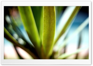 Plant Macro Ultra HD Wallpaper for 4K UHD Widescreen desktop, tablet & smartphone