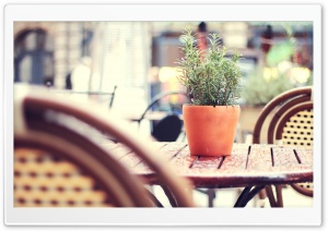 Plant On A Cafe Table Ultra HD Wallpaper for 4K UHD Widescreen desktop, tablet & smartphone