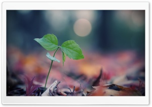 Plant Sprout Ultra HD Wallpaper for 4K UHD Widescreen desktop, tablet & smartphone
