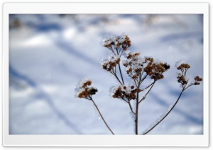Plant Stem, Winter Ultra HD Wallpaper for 4K UHD Widescreen desktop, tablet & smartphone