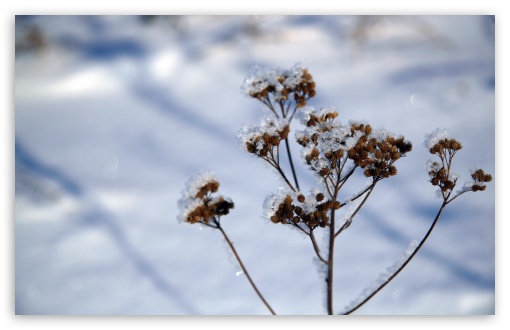 Plant Stem, Winter UltraHD Wallpaper for HD 16:9 ; Widescreen 16:10 5:3 ; Fullscreen 4:3 5:4 3:2 ; Tablet 1:1 ;