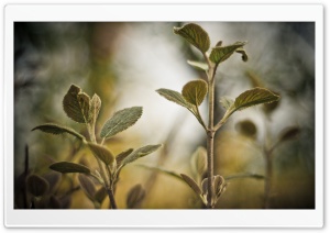 Plant Twigs Ultra HD Wallpaper for 4K UHD Widescreen desktop, tablet & smartphone