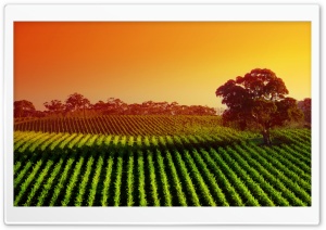 Plantation At Sunset Ultra HD Wallpaper for 4K UHD Widescreen desktop, tablet & smartphone