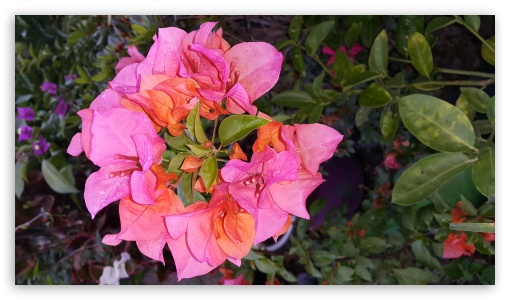 plants UltraHD Wallpaper for UHD 16:9 ; HD 16:9 ;