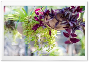 Plants Ultra HD Wallpaper for 4K UHD Widescreen desktop, tablet & smartphone