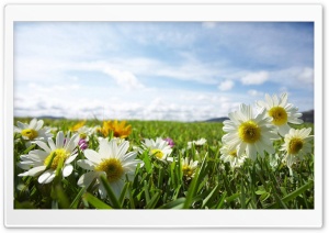 Plants Field Grass Flower Ultra HD Wallpaper for 4K UHD Widescreen Desktop, Lockscreen, Screensaver, TV, Tablet, Smartphone