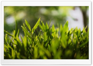 Plants Macro Ultra HD Wallpaper for 4K UHD Widescreen desktop, tablet & smartphone
