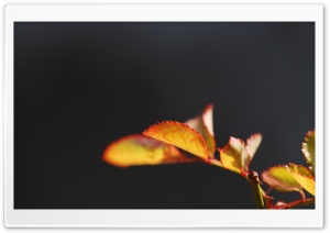Plants Nature 19 Ultra HD Wallpaper for 4K UHD Widescreen desktop, tablet & smartphone