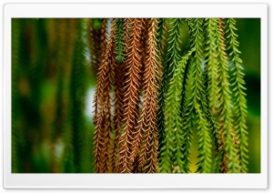 Plants Nature 40 4K UHD Wallpaper for Widescreen and UltraWide Desktop, UltraHD TV, Smartphone, Tablet