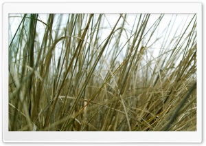 Plants Nature 41 Ultra HD Wallpaper for 4K UHD Widescreen desktop, tablet & smartphone