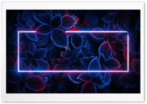 Plants, Neon Light, Rectangle, Digital Art, Dark, Night 4K UHD Wallpaper for Widescreen and UltraWide Desktop, UltraHD TV, Smartphone, Tablet