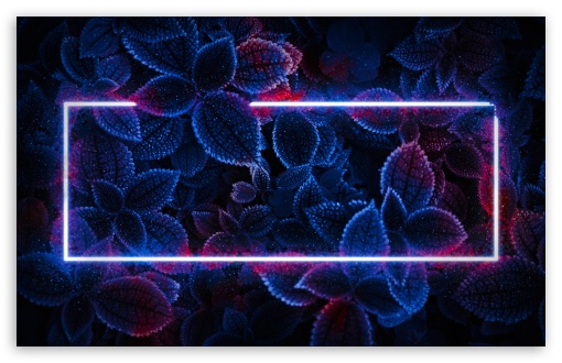 Plants, Neon Light, Rectangle, Digital Art, Dark, Night UltraHD Wallpaper for UHD 16:9 ; HD 16:9 ; UltraWide 21:9 24:10 ; Widescreen 16:10 5:3 ; Fullscreen 4:3 3:2 ;