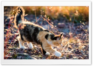 Playful Calico Kitten Ultra HD Wallpaper for 4K UHD Widescreen desktop, tablet & smartphone