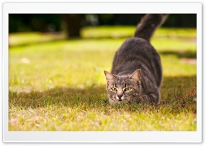 Playful Cat Ultra HD Wallpaper for 4K UHD Widescreen desktop, tablet & smartphone