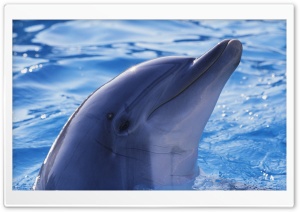 Playful Dolphin Ultra HD Wallpaper for 4K UHD Widescreen desktop, tablet & smartphone