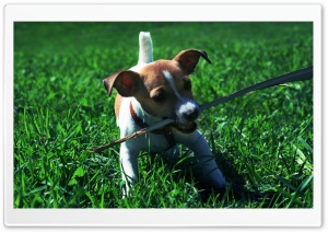 Playful Jack Russell Puppy Ultra HD Wallpaper for 4K UHD Widescreen desktop, tablet & smartphone