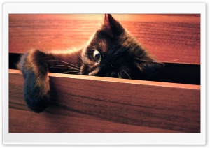 Playful Kitten Ultra HD Wallpaper for 4K UHD Widescreen desktop, tablet & smartphone