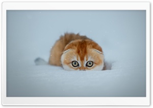Playful Kitten in Snow, Winter Ultra HD Wallpaper for 4K UHD Widescreen desktop, tablet & smartphone