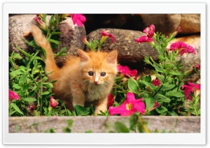 Playful Orange Kitten Ultra HD Wallpaper for 4K UHD Widescreen desktop, tablet & smartphone