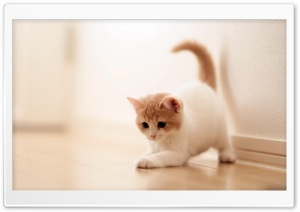 Playing Kitten Ultra HD Wallpaper for 4K UHD Widescreen desktop, tablet & smartphone