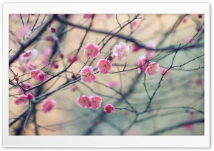 Plum Blossom Ultra HD Wallpaper for 4K UHD Widescreen desktop, tablet & smartphone