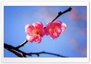Plum Blossom Branch Ultra HD Wallpaper for 4K UHD Widescreen desktop, tablet & smartphone