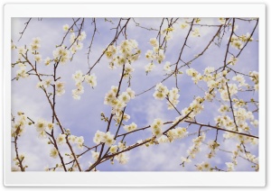 Plum Blossom Branches Ultra HD Wallpaper for 4K UHD Widescreen desktop, tablet & smartphone