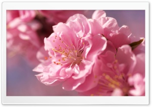 Plum Blossom Macro Ultra HD Wallpaper for 4K UHD Widescreen desktop, tablet & smartphone