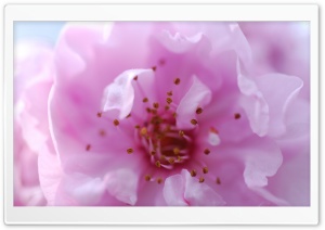 Plum Blossom Macro Ultra HD Wallpaper for 4K UHD Widescreen desktop, tablet & smartphone