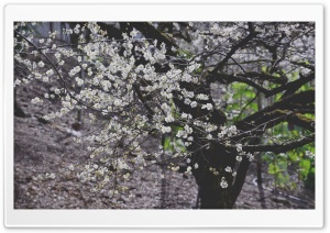 Plum Blossom Tree Ultra HD Wallpaper for 4K UHD Widescreen desktop, tablet & smartphone