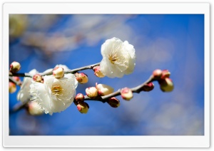Plum Blossoms Ultra HD Wallpaper for 4K UHD Widescreen desktop, tablet & smartphone