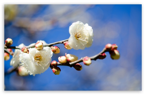 Plum Blossoms UltraHD Wallpaper for HD 16:9 ; Widescreen 16:10 5:3 ; Fullscreen 4:3 5:4 3:2 ; Tablet 1:1 ; Mobile 3:5 3:4 ; Dual 5:4 ;