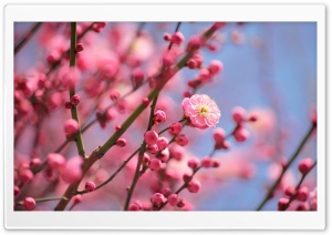 Plum Blossoms Blooming Ultra HD Wallpaper for 4K UHD Widescreen desktop, tablet & smartphone