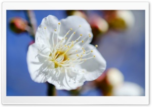 Plum Blossoms Macro Ultra HD Wallpaper for 4K UHD Widescreen desktop, tablet & smartphone