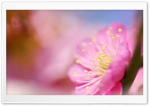 Plum Blossoms Macro Ultra HD Wallpaper for 4K UHD Widescreen desktop, tablet & smartphone