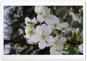 Plum Flowers Ultra HD Wallpaper for 4K UHD Widescreen desktop, tablet & smartphone