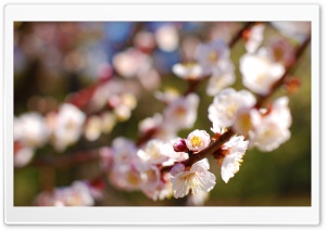 Plum Tree Ultra HD Wallpaper for 4K UHD Widescreen desktop, tablet & smartphone
