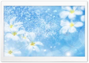 Plumeria Blue Ultra HD Wallpaper for 4K UHD Widescreen desktop, tablet & smartphone