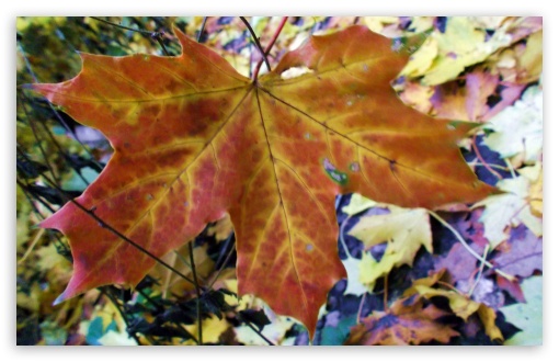 POD1 UltraHD Wallpaper for Widescreen 16:10 ;