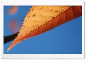 Pointy Leaf Ultra HD Wallpaper for 4K UHD Widescreen desktop, tablet & smartphone