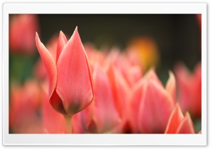 Pointy Tulip Bud Ultra HD Wallpaper for 4K UHD Widescreen desktop, tablet & smartphone