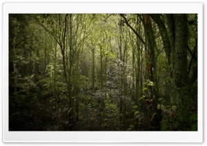 Poison Forest Ultra HD Wallpaper for 4K UHD Widescreen desktop, tablet & smartphone