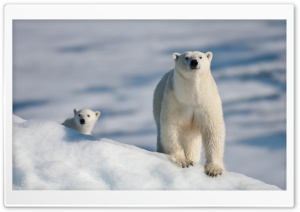 Polar Bear and Baby Ultra HD Wallpaper for 4K UHD Widescreen desktop, tablet & smartphone