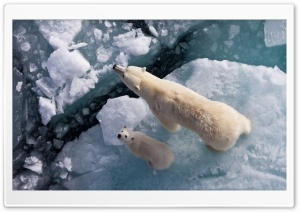 Polar Bear And Global Warming Ultra HD Wallpaper for 4K UHD Widescreen desktop, tablet & smartphone