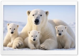 Polar Bear Mother with Cubs 4K UHD Wallpaper for Widescreen and UltraWide Desktop, UltraHD TV, Smartphone, Tablet