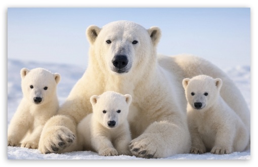 Polar Bear Mother with Cubs UltraHD Wallpaper for UHD 16:9 ; HD 16:9 ; UltraWide 21:9 24:10 ; Widescreen 16:10 ; Tablet 1:1 ; Mobile 9:16 9:19.5 9:20 ;
