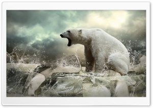 Polar Bear On Ice Ultra HD Wallpaper for 4K UHD Widescreen desktop, tablet & smartphone