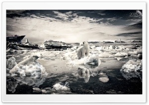 Polar Bear On Melting Ice Ultra HD Wallpaper for 4K UHD Widescreen desktop, tablet & smartphone