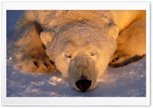 Polar Bear Sleeping Ultra HD Wallpaper for 4K UHD Widescreen desktop, tablet & smartphone
